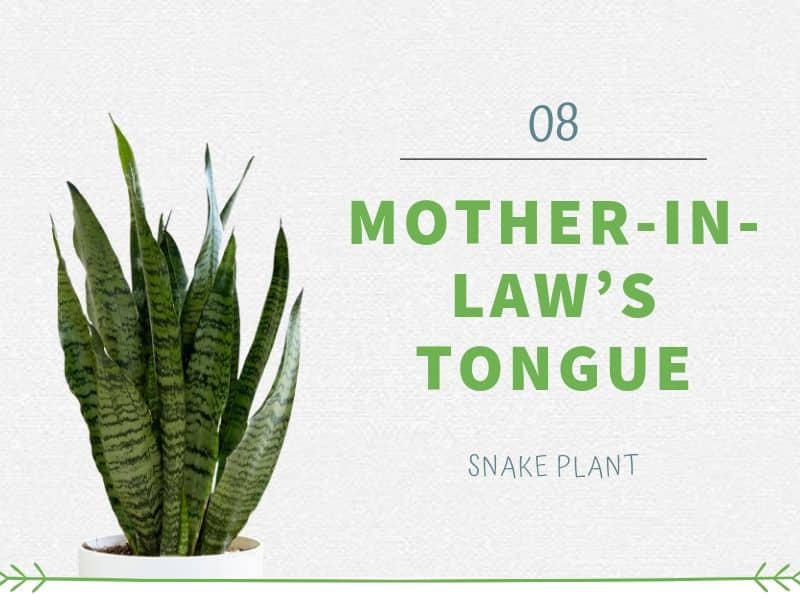 Mother-in-law’s Tongue (Snake Plant)