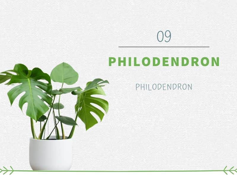 Philodendron (Philodendron)