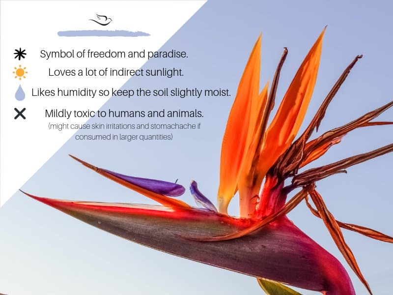 Bird Of Paradise Plant Care