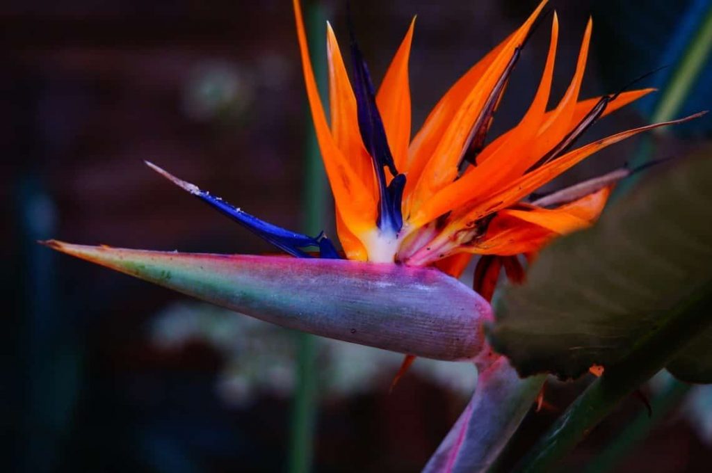 Bird Of Paradise Plant Care - Watering, Lighting, Pests, And More