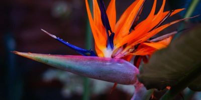 Bird Of Paradise Plant Care - Watering, Lighting, Pests, And More