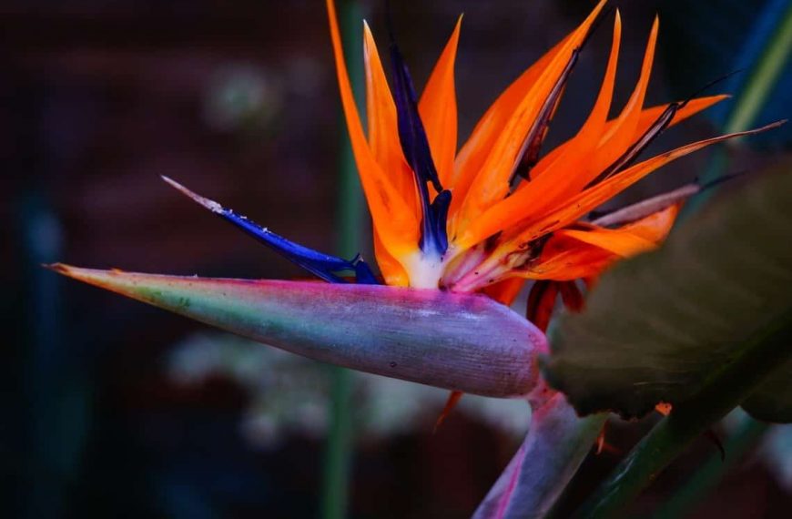 Bird Of Paradise Plant Care – Watering, Lighting, Pests, And More
