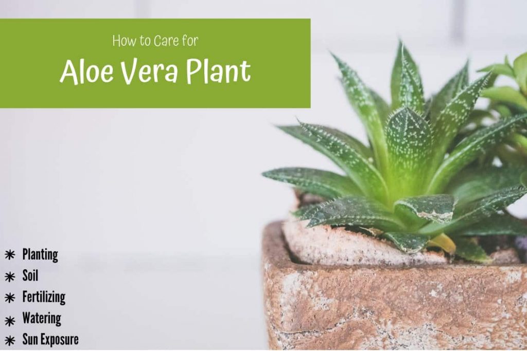 How to Care For Aloe Vera Plant