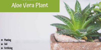 How to Care For Aloe Vera Plant