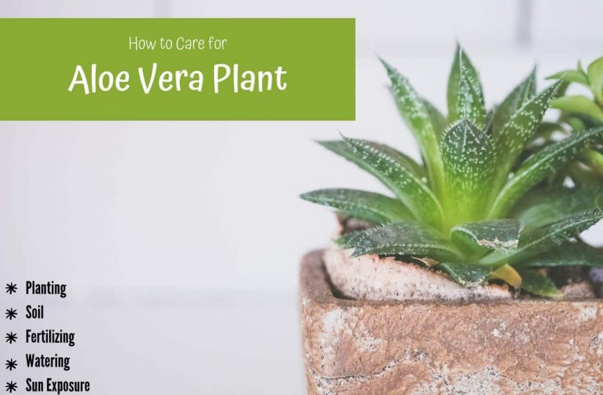 Aloe Vera Plant Care #1 Guide With Tons Of Useful Tips!