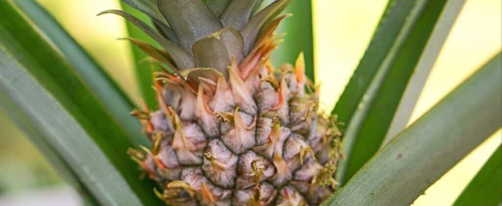 Pineapple Plant Care - Growing Pineapples Indoors