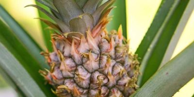 Pineapple Plant Care - Growing Pineapples Indoors