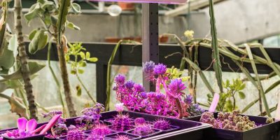 Best Indoor Grow Lights