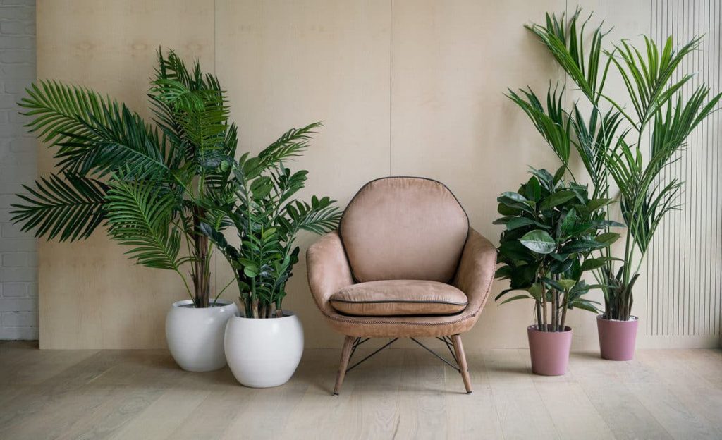 25 Plants That Can Grow Without Sunlight