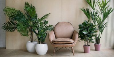 25 Plants That Can Grow Without Sunlight