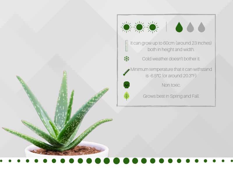 Care For Aloe Vera Plant