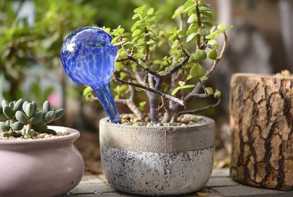 Best Self-Watering Globes