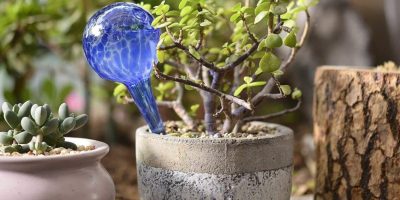 Best Self-Watering Globes