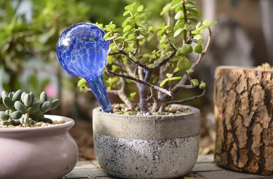Best Self-Watering Globes For 2022 – Reviews and Guide
