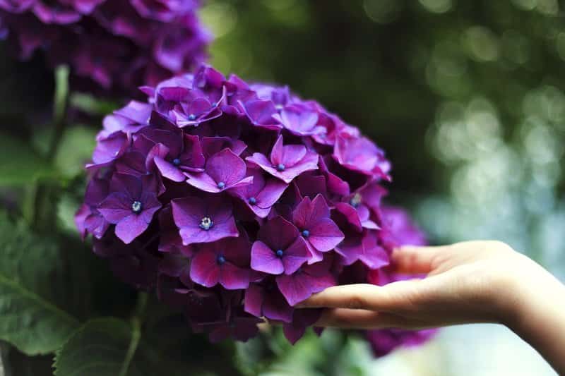 How to Care for Hydrangea