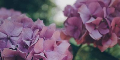 Hydrangea Indoors - Fertilizing, Watering, Pruning, Propagating, and Drying