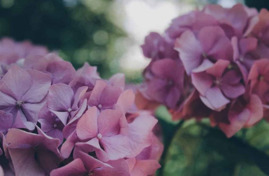 How to Care for Hydrangeas Indoors – 6 Step Success Guide