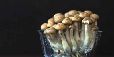 Easy Guide to Growing Mushrooms Indoors
