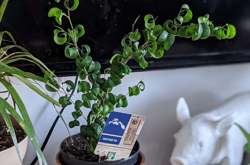 Weeping fig (ficus benjamina)