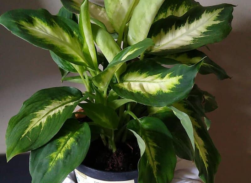 Fertilizing Dieffenbachia Plant
