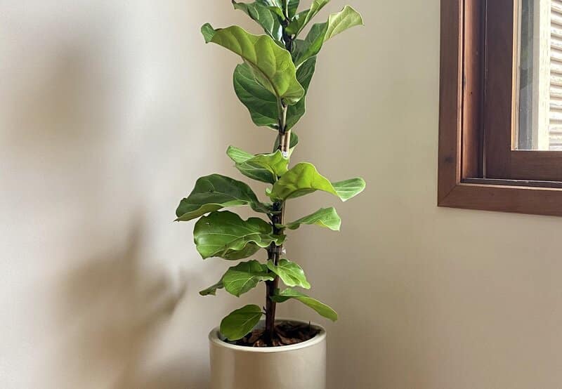 Fiddle leaf fig (Ficus lyrata)