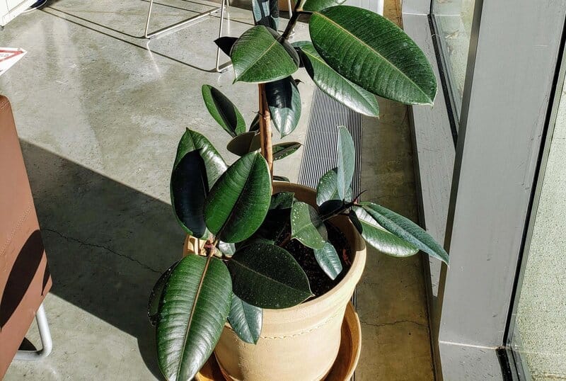 Rubber Plant (Ficus Elastica)