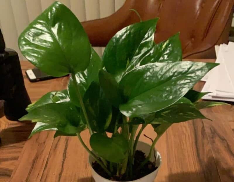 Repotting Pothos Plant