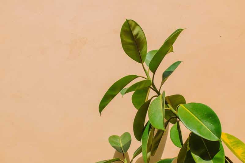Ficus Plant Problems and Solutions