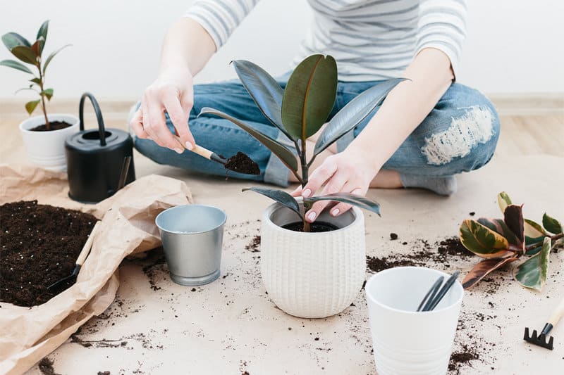 Repotting a Ficus
