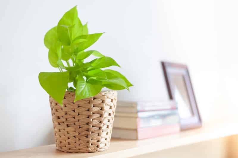 Proper Lighting for Pothos
