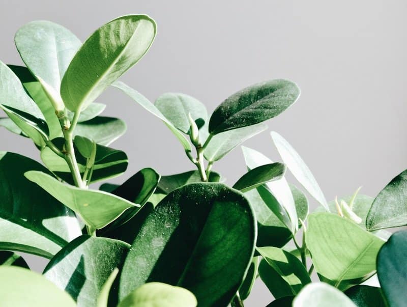 Proper Lighting for a Ficus