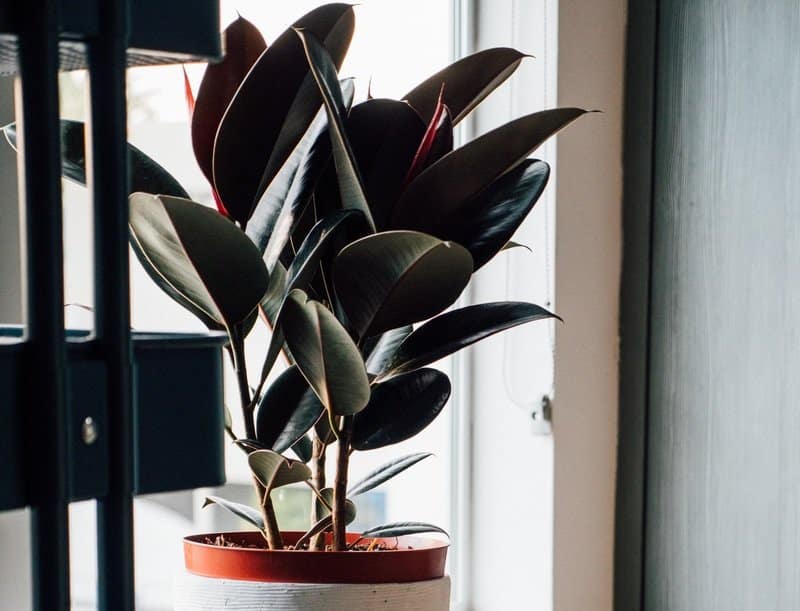 How to Take Care of a Ficus Plant