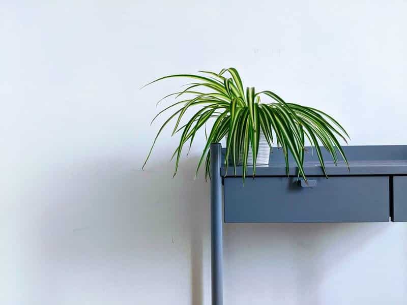 Fertilizing a Spider Plant