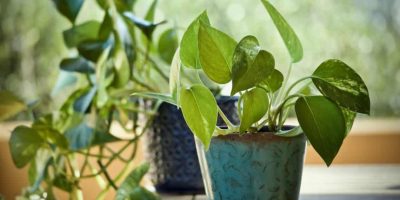 Pothos from A to Z
