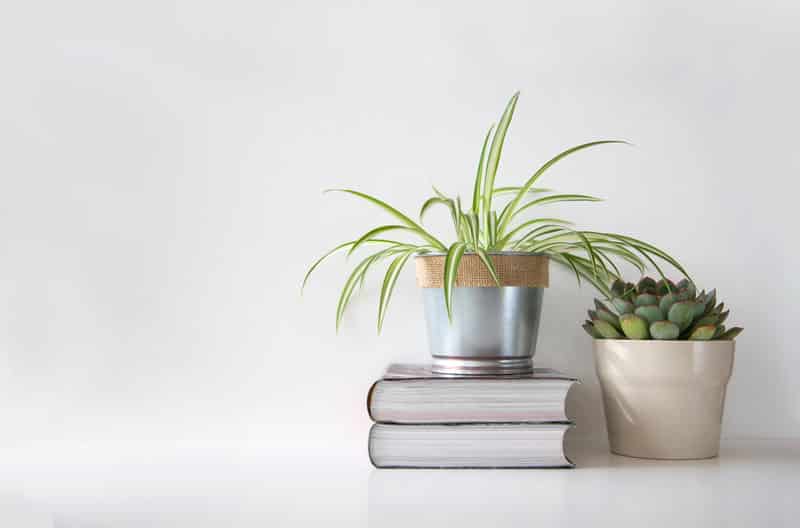 How to Take Care of a Spider Plant