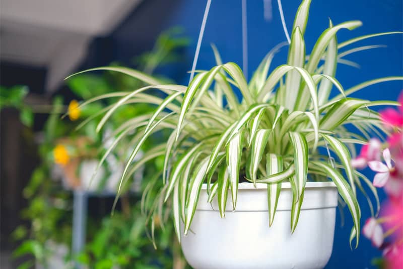 Watering Spider Plant
