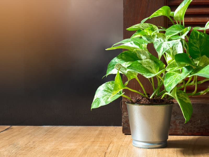Watering Pothos Plant