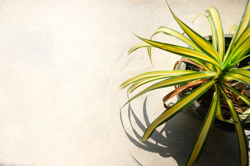 Spider Plant Problems and How to Solve Them