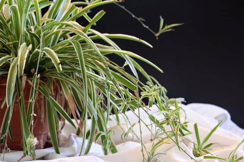 Spider Plant Propagation from Plantlets (Cuttings)