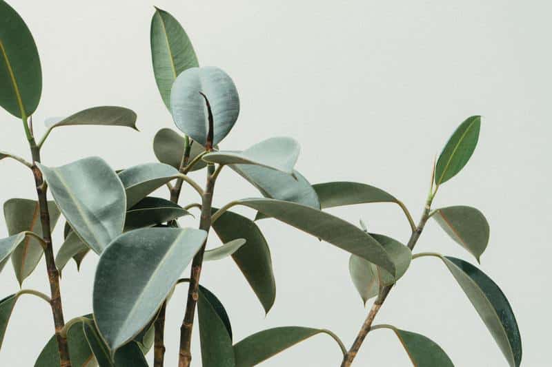 How to Grow a Ficus Plant