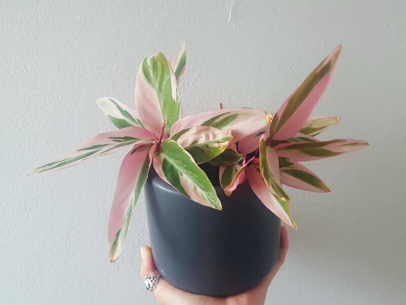 stromanthe triostar transplantation