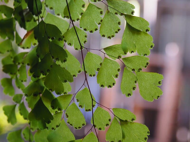 how to care for maidenhair fern