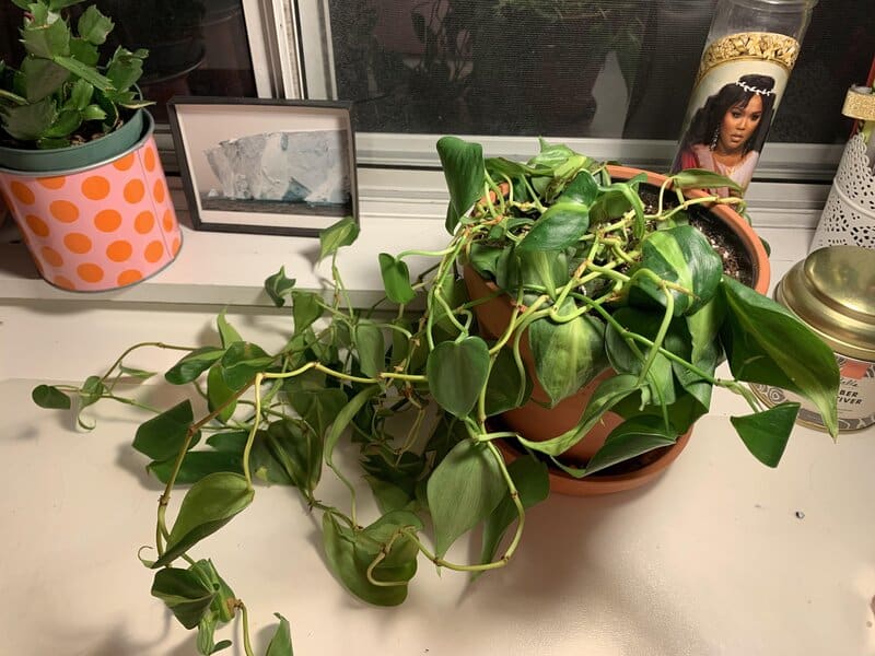 philodendron problems and solutions