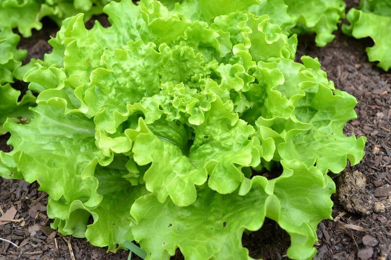 batavia lettuce