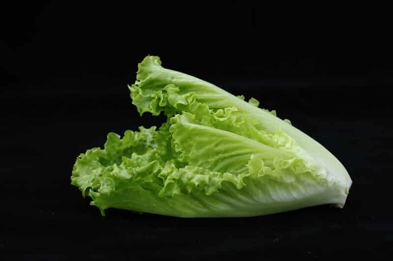 romaine lettuce