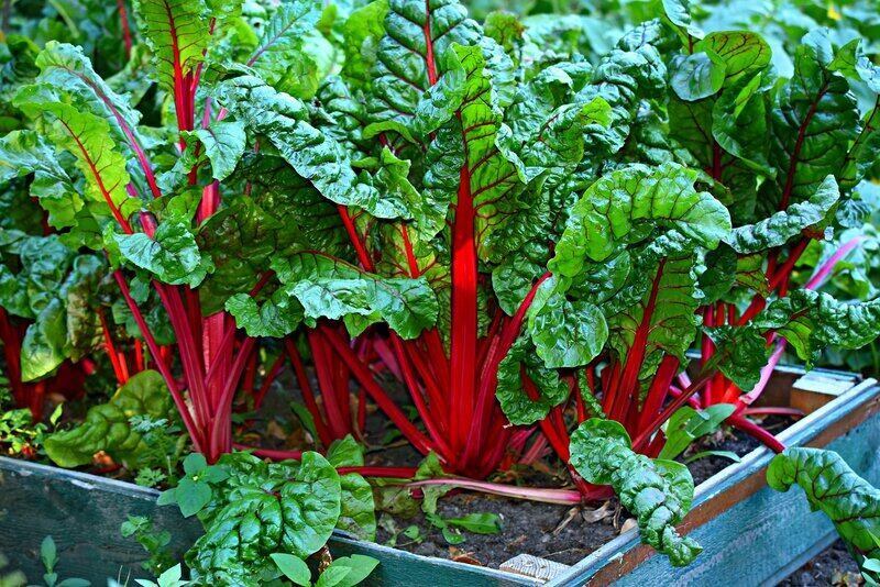chard