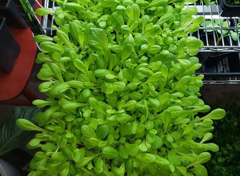 little gem lettuce