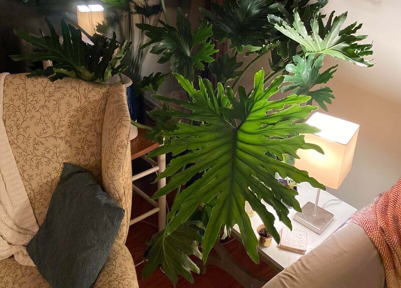 philodendron selloum