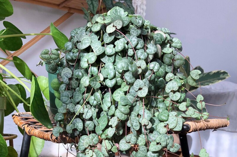 Light Requirements of String of Hearts