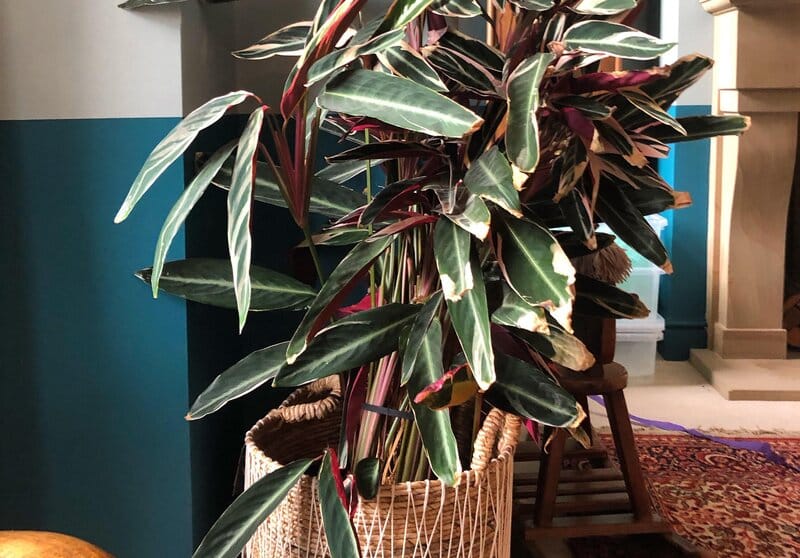 stromanthe triostar lighting